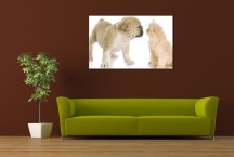 Obraz Mačka a Pes zs3190