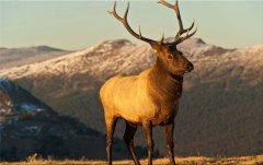 Obraz na stenu ZS - bez pomeru strán
