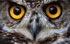 Obraz na stenu ZS - bez pomeru strán