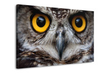 Obraz Oči sovy zs3192