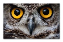 Obraz Oči sovy zs3192