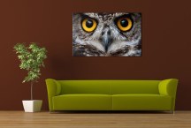 Obraz Oči sovy zs3192