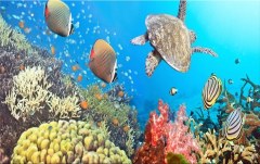 Obraz na stenu ZS - bez pomeru strán