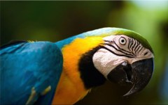 Obraz na stenu ZS - bez pomeru strán