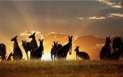 Obraz na stenu ZS - bez pomeru strán