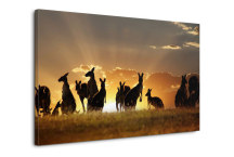 Obraz Kengury zs3195