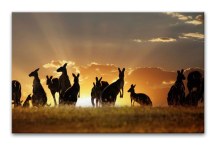 Obraz Kengury zs3195