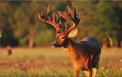 Obraz na stenu ZS - bez pomeru strán