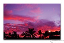 Obraz Palmy večer zs3208