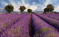 Obraz na stenu ZS - bez pomeru strán