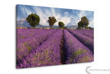 Obraz Levanduľové pole zs3210