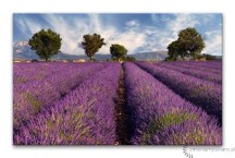 Obraz Levanduľové pole zs3210