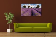 Obraz Levanduľové pole zs3210