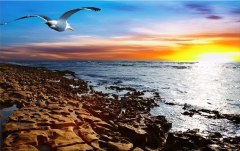 Obraz na stenu ZS - bez pomeru strán