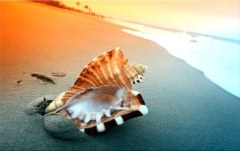 Obraz na stenu ZS - bez pomeru strán