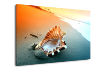 Obraz Mušľa na pláži zs3223