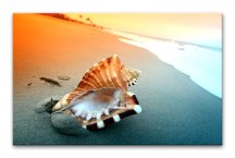 Obraz Mušľa na pláži zs3223