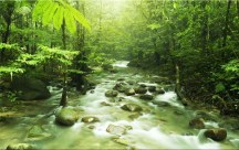 Obraz Príroda - Les zs3227