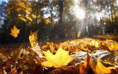 Obraz na stenu ZS - bez pomeru strán