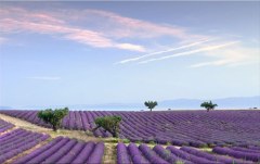 Obraz na stenu ZS - bez pomeru strán