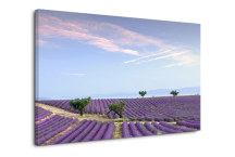 Obraz Provensalsko - Levanduľové pole zs3240