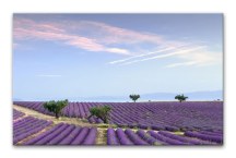 Obraz Provensalsko - Levanduľové pole zs3240