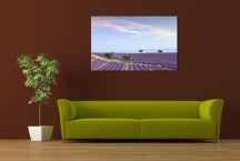 Obraz Provensalsko - Levanduľové pole zs3240