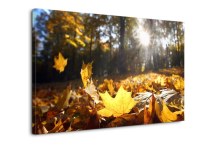 Obraz Jesenné lístie zs324