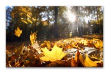 Obraz Jesenné lístie zs324