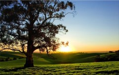 Obraz na stenu ZS - bez pomeru strán