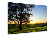 Stromy - Fotoobrazy zs3253