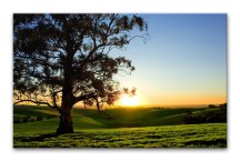 Stromy - Fotoobrazy zs3253