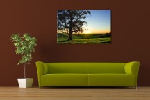 Stromy - Fotoobrazy zs3253