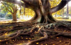 Obraz na stenu ZS - bez pomeru strán