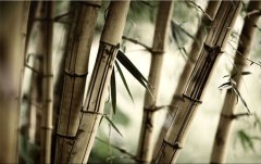 Obraz na stenu ZS - bez pomeru strán