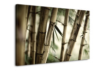 Bambus - Obraz na stenu zs3257