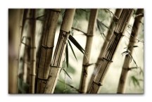 Bambus - Obraz na stenu zs3257