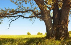 Obraz na stenu ZS - bez pomeru strán