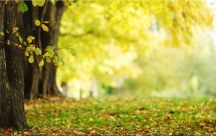 Obraz - Príroda zs3264