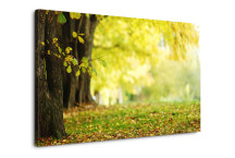 Obraz - Príroda zs3264