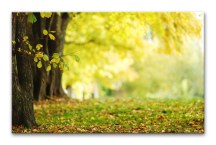 Obraz - Príroda zs3264