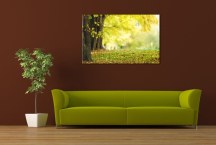 Obraz - Príroda zs3264