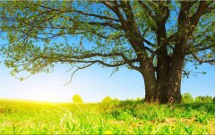 Obraz na stenu ZS - bez pomeru strán