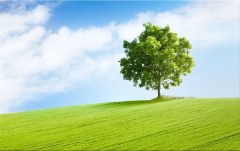 Obraz na stenu ZS - bez pomeru strán