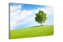 Obrazy - V prírode zs3277