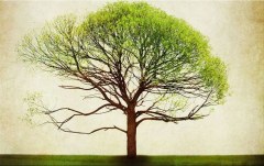 Obraz na stenu ZS - bez pomeru strán