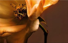 Obraz na stenu ZS - bez pomeru strán