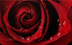 Obraz na stenu ZS - bez pomeru strán