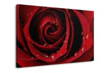 Červená ruža Obraz zs343