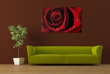 Červená ruža Obraz zs343